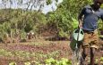Food Security and Livelihood (FSL)